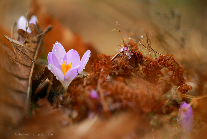 Krokus