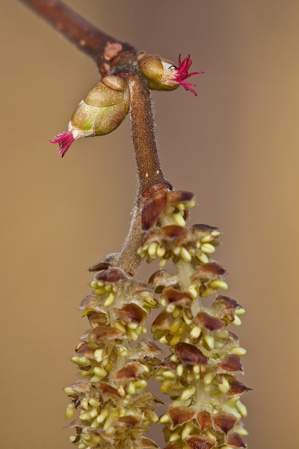 Haselblüten (Corylus avellana)