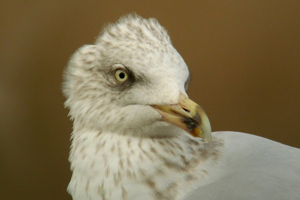 Silbermöwe