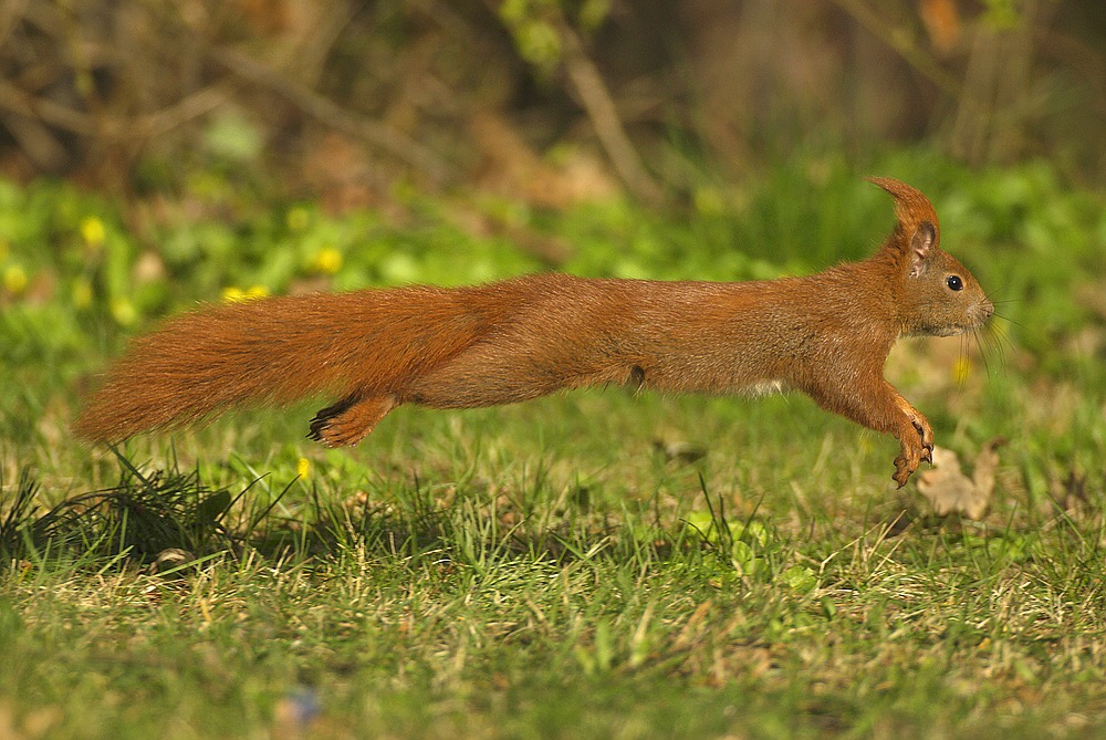 Eichhörnchen im Sprung. (Forum für Naturfotografen)