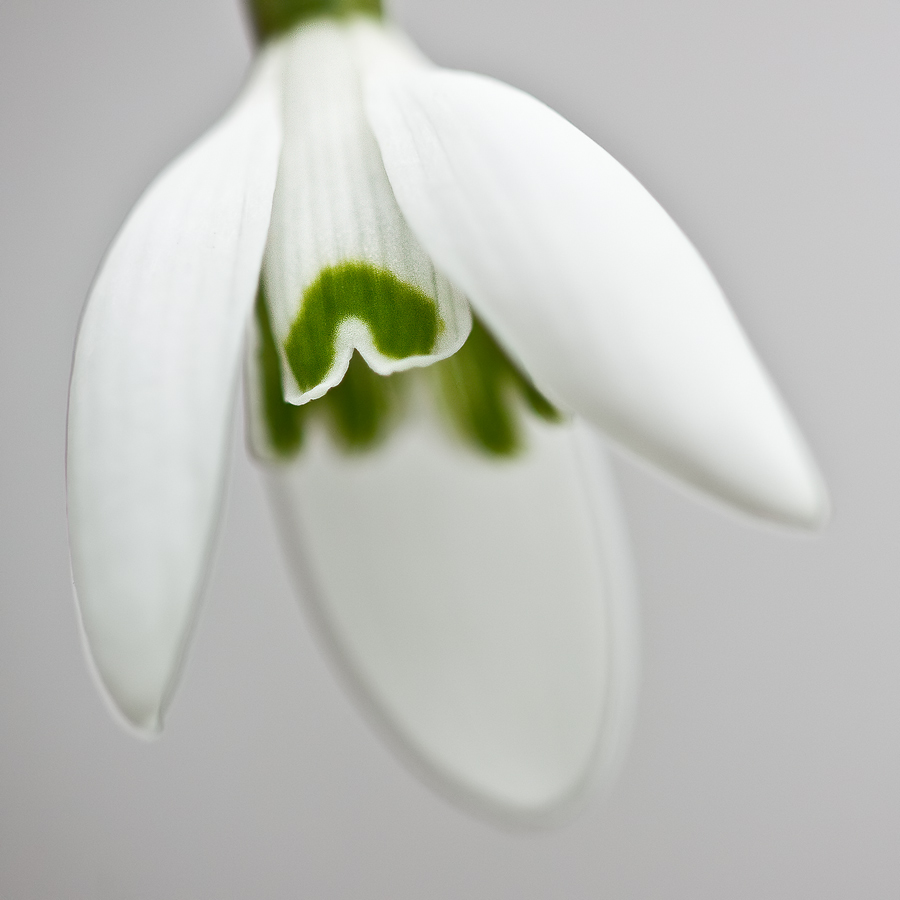 Schneeglöckchenblüte (Galanthus nivalis)