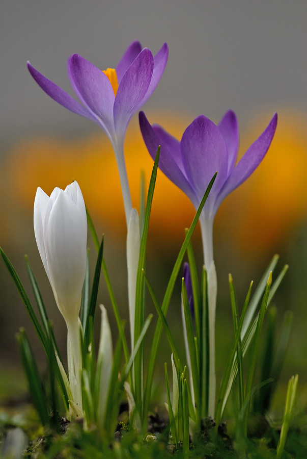 Krokus (Forum für Naturfotografen)