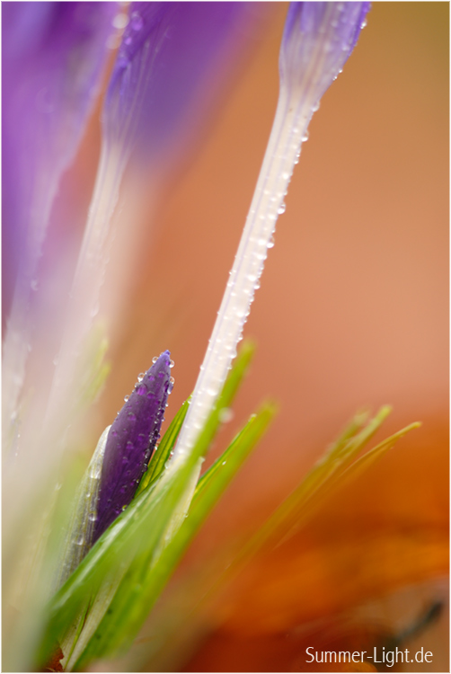 Ein kleiner Krokus