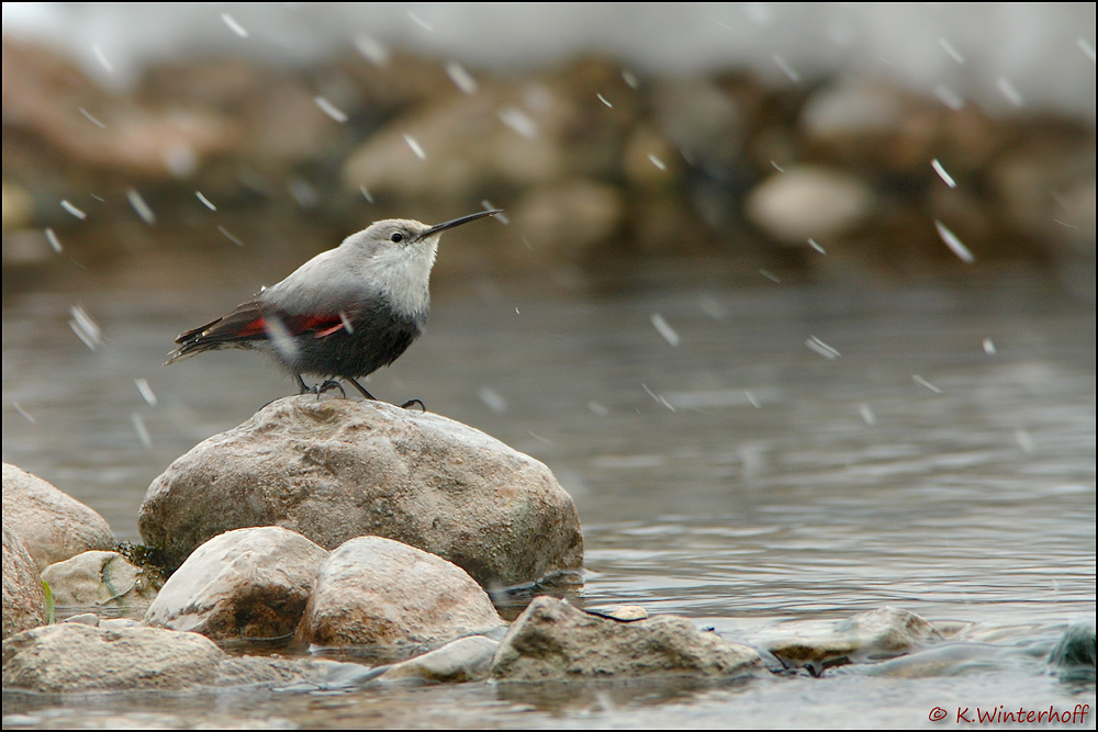 ~Im Schneetreiben~ Mauerläufer (Tichodroma muraria)