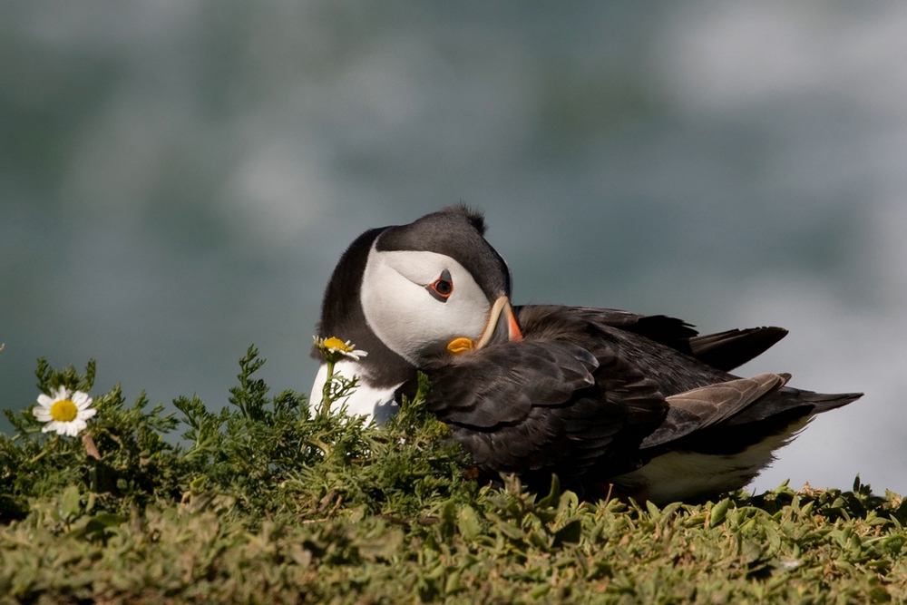 Puffin & Flower