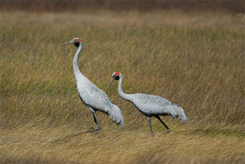 Brolgakranich [Grus rubicunda]