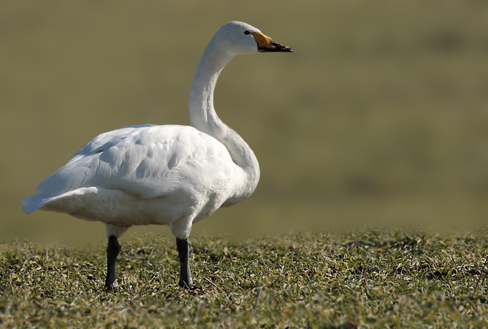 Singschwan (Cygnus cygnus)