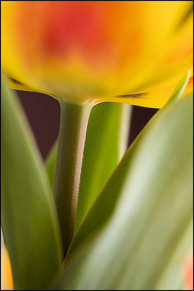 Frühling auf der Fensterbank*