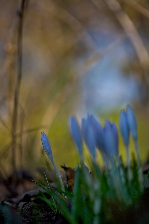 Einer und viele gleich Frühling!