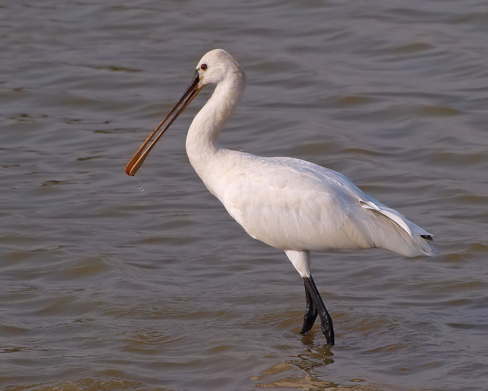 Löffler (Platalea Leucorodia)