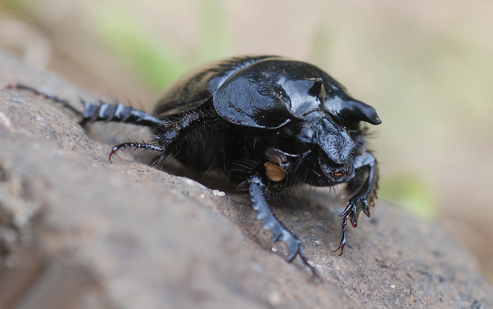 Stierkäfer