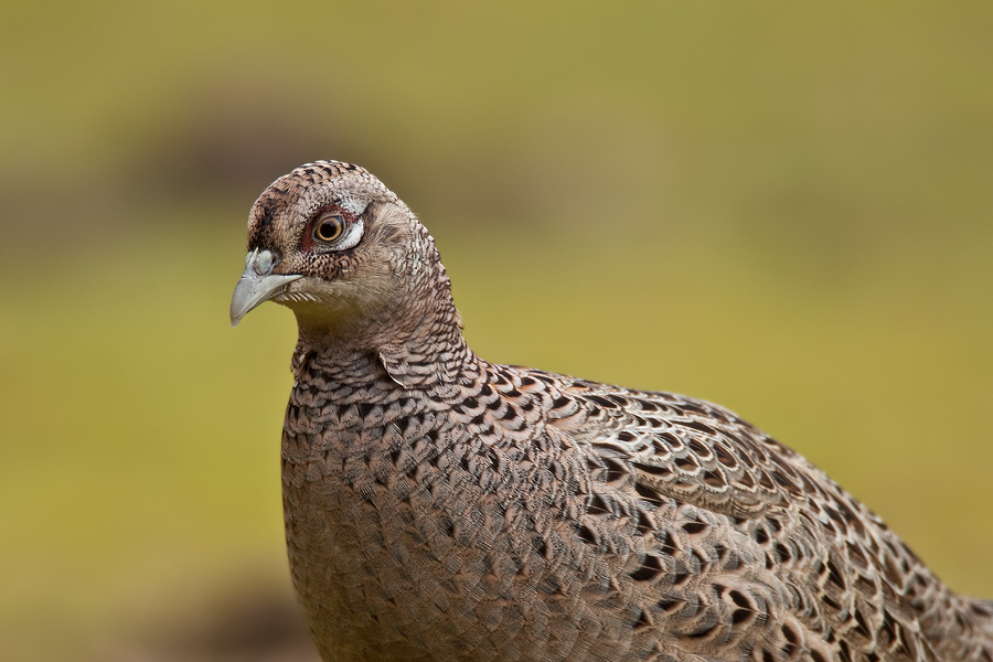 Fasanenhenne (Phasianus colchicus)