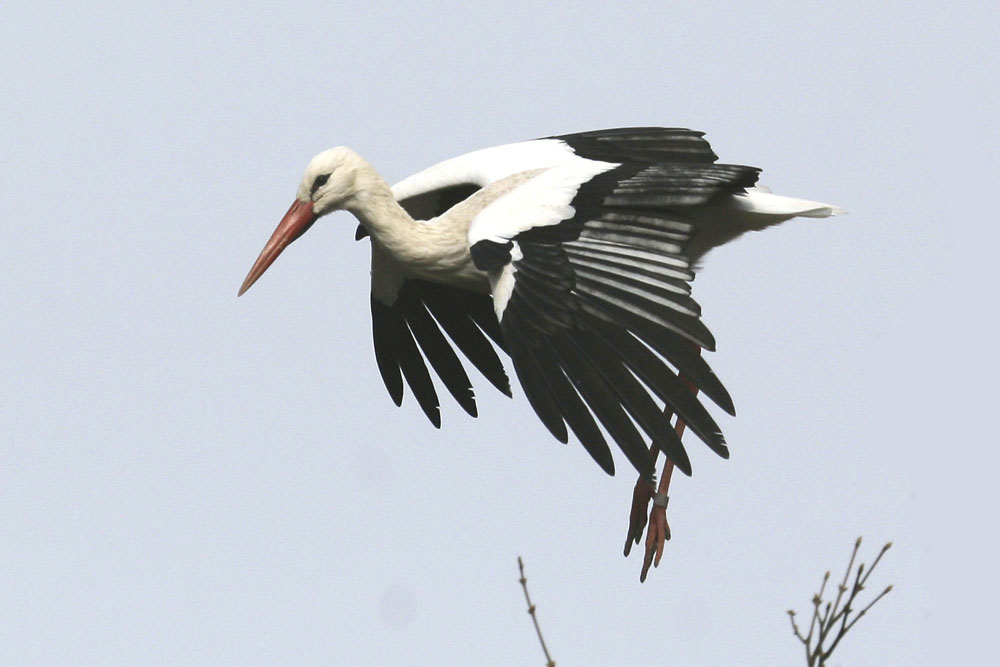 Weißstorch Ciconia ciconia im Anflug