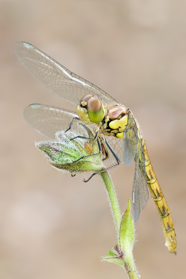 Sympetrum striolatum