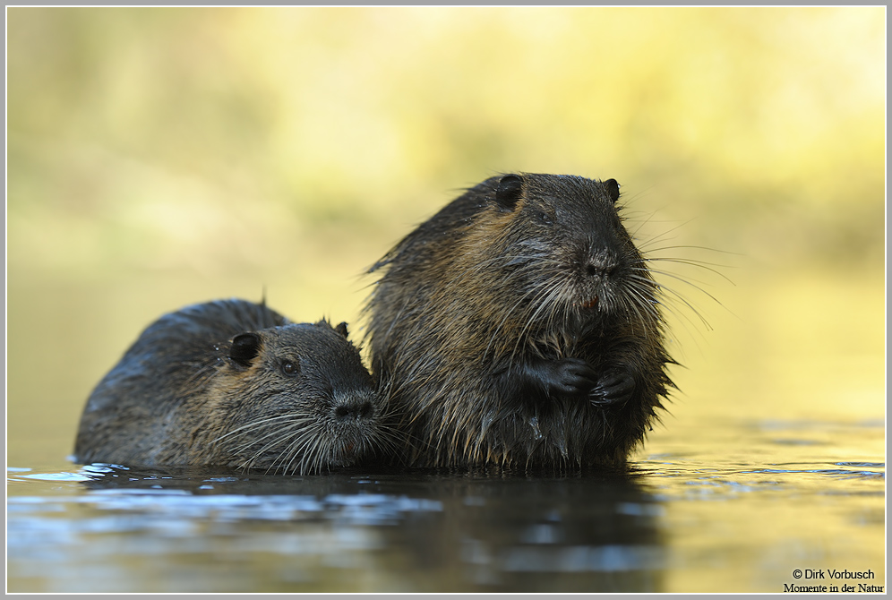 Nutria (Myocastor coypus)