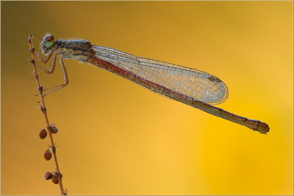 Späte Adonisjungfer (Ceriagrion tenellum)