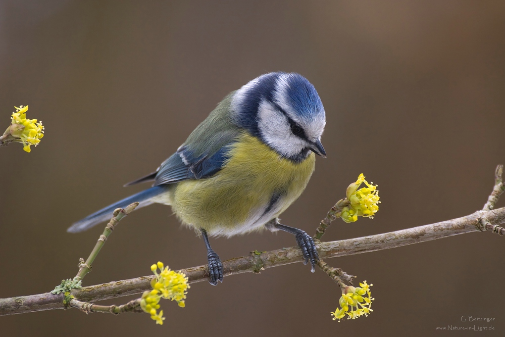 Blaumeise