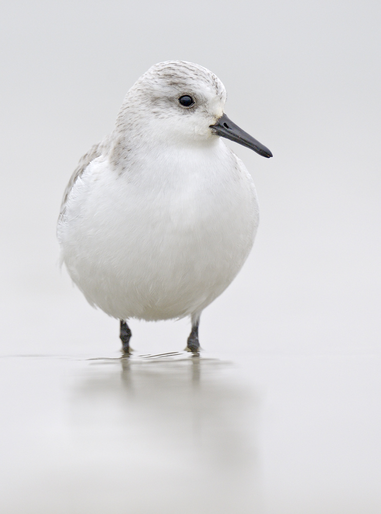 Sanderling im Nebel