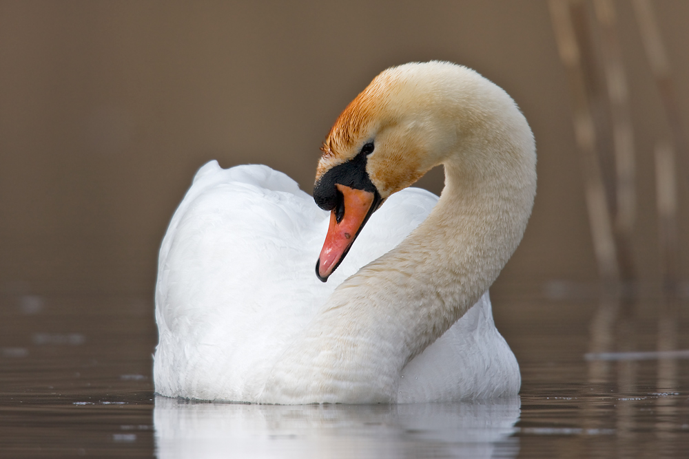 Höckerschwan