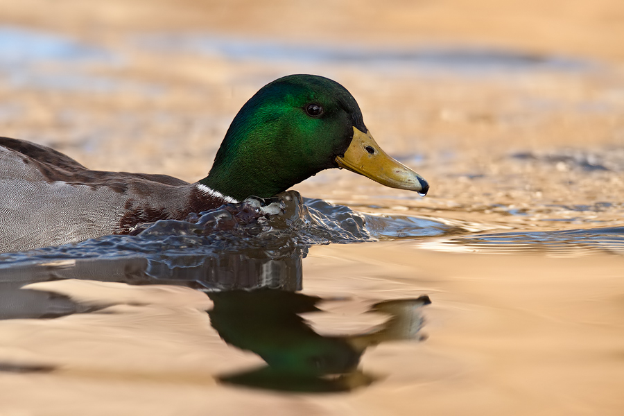 vorbeischwimmender Erpel (Anas platyrhynchos)