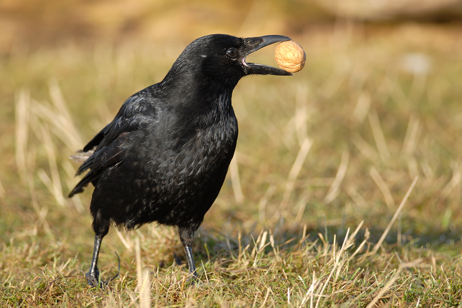Nußknacker