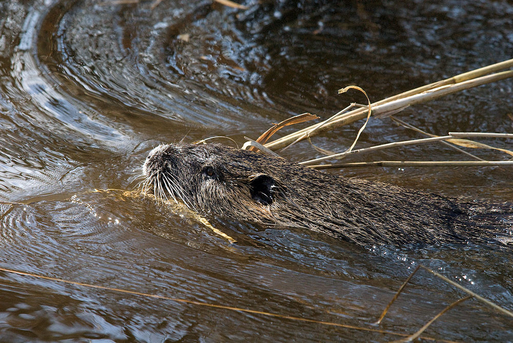 Nutria  mit Polstermaterial