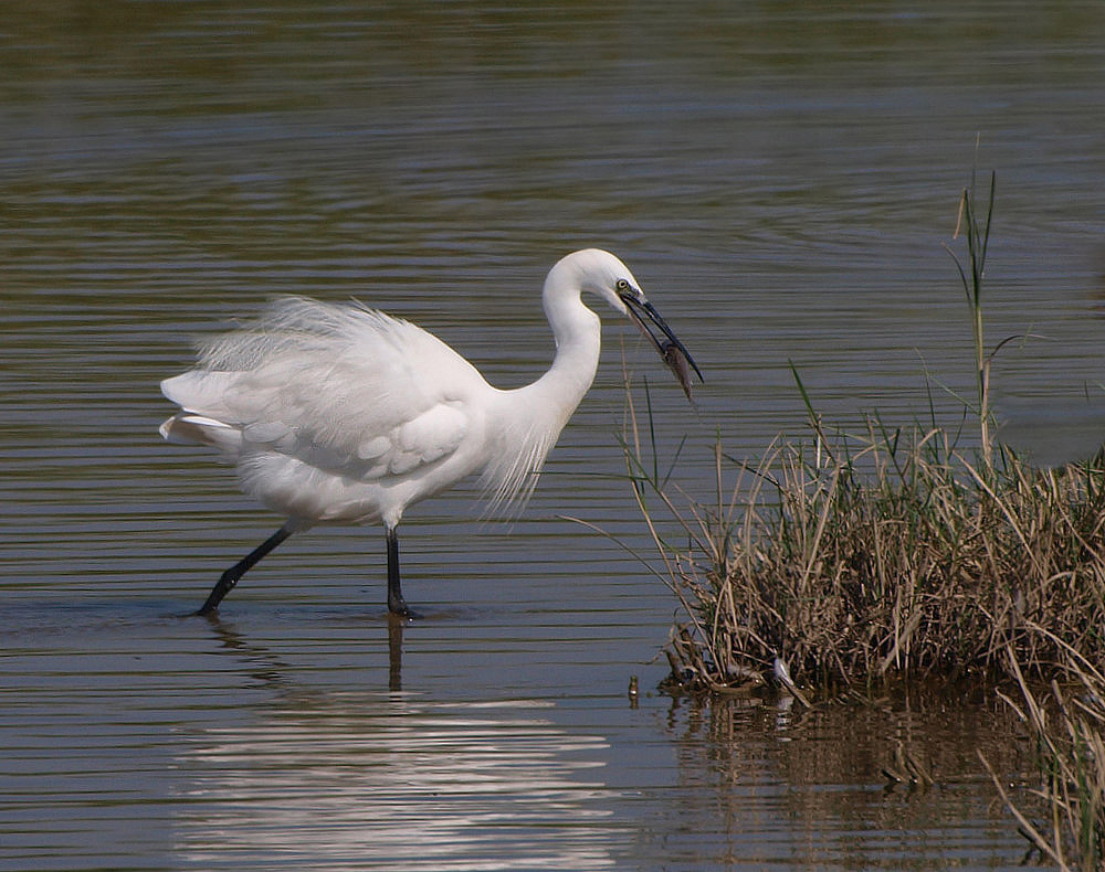 Seidenreiher ( Egretta Garzetta) mit Beute