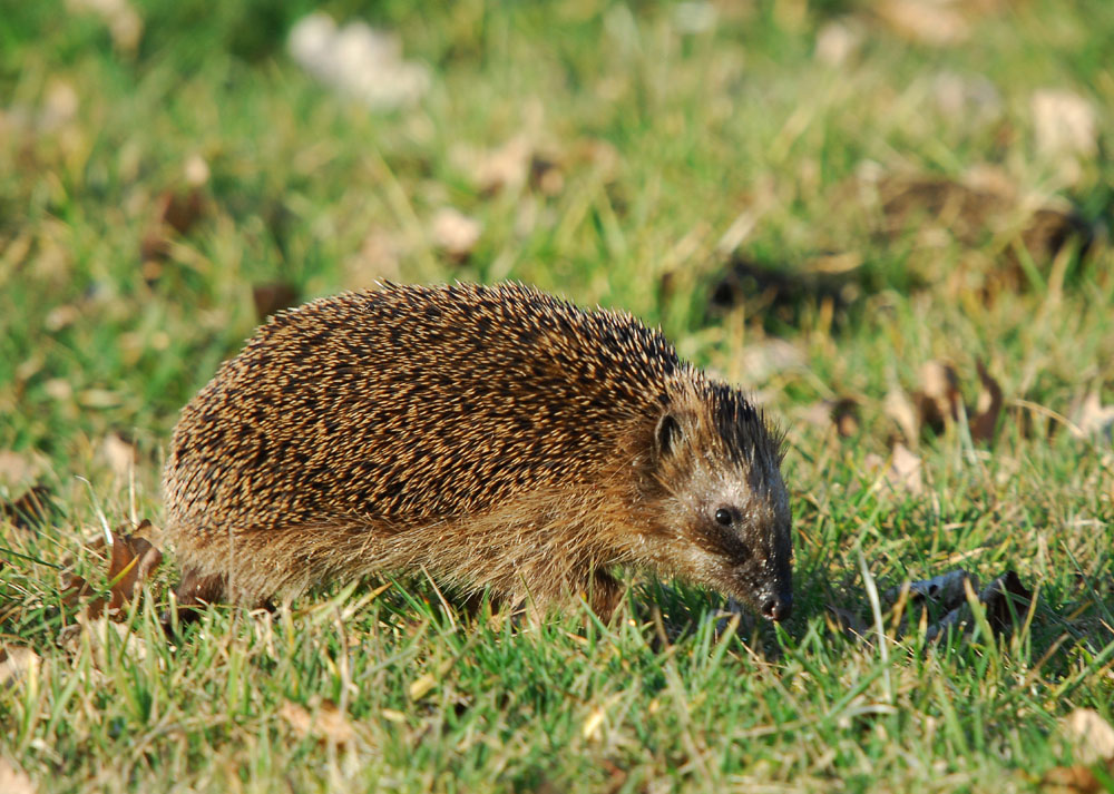 Hungriger Igel