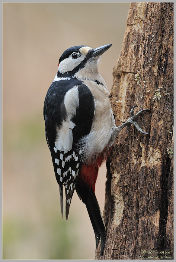 Buntspecht (Picoides major)