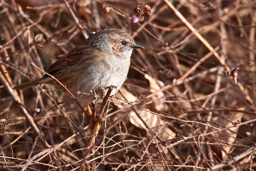 Heckenbraunelle (Prunella modularis)