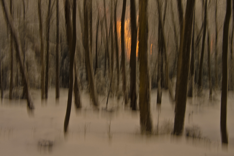 Licht im dunklen Wald