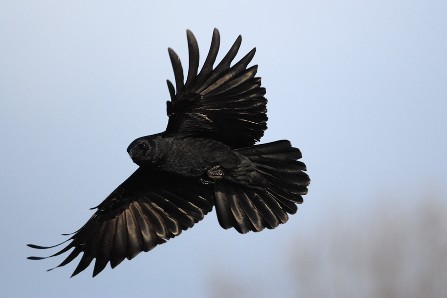 Rabenvögel