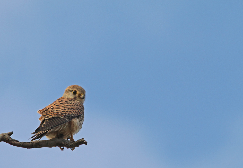 Turmfalke Weibchen