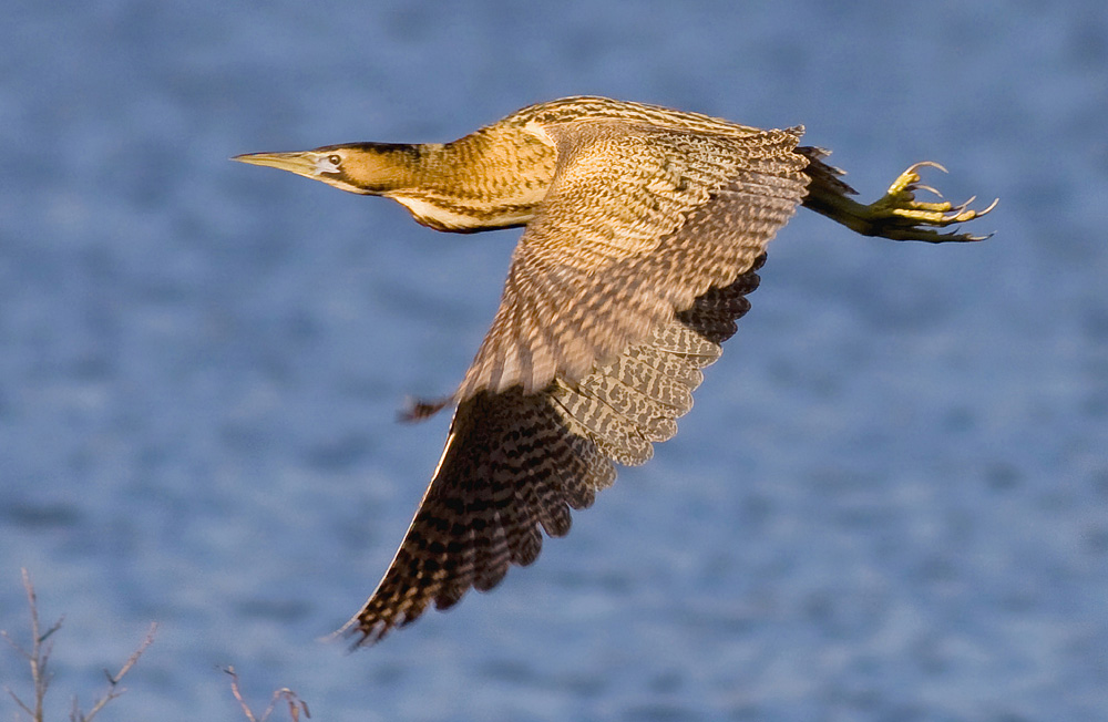 Rohrdommel Take oFF