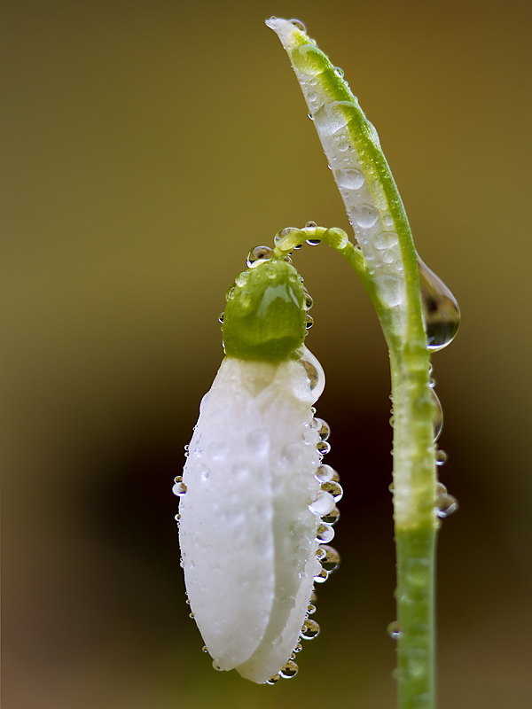 Schneeglöckchen