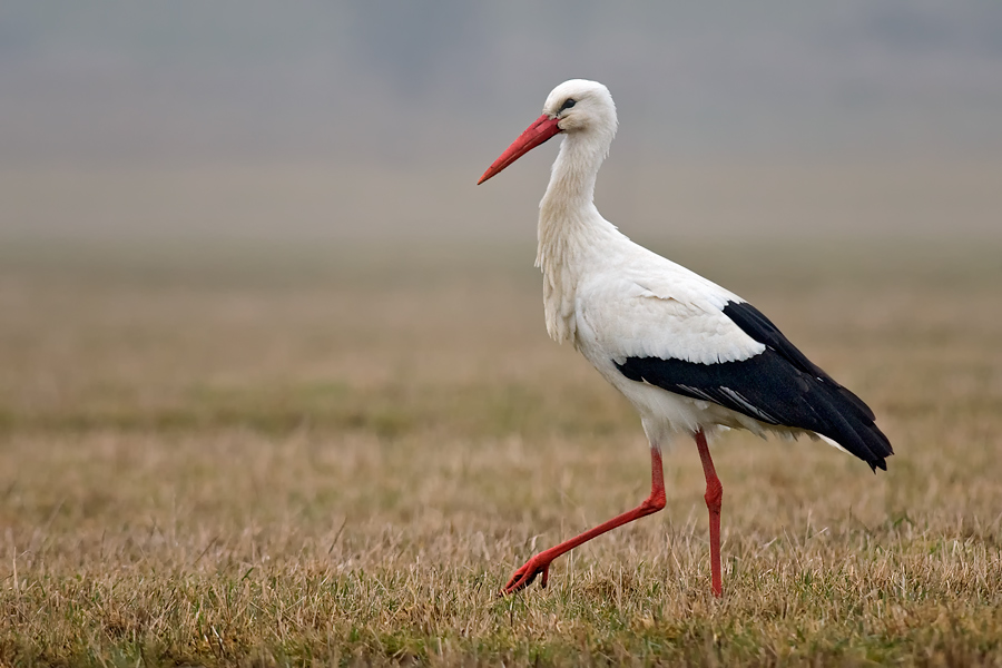 Weißstorch