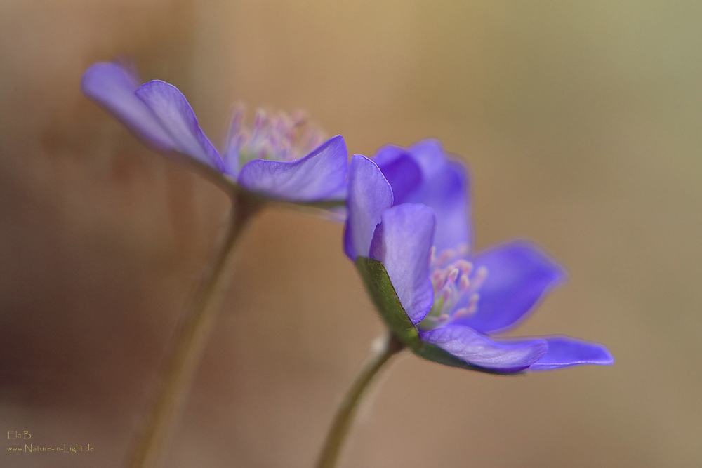 Hepatica nobilis