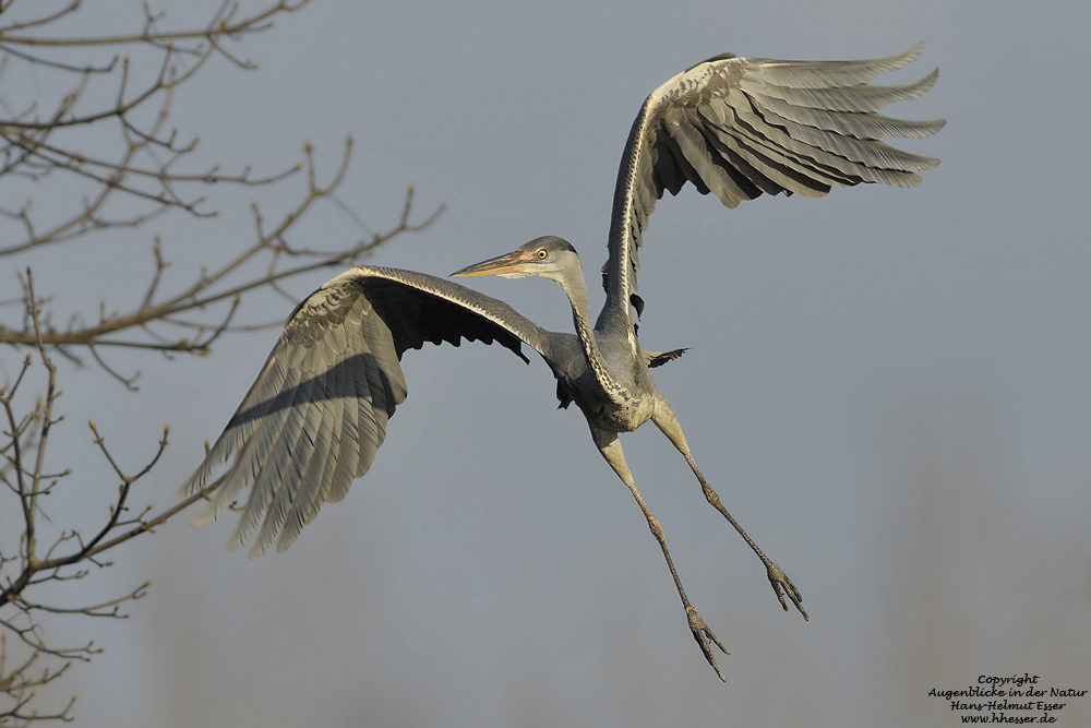 Graureiher (Ardea cinerea)