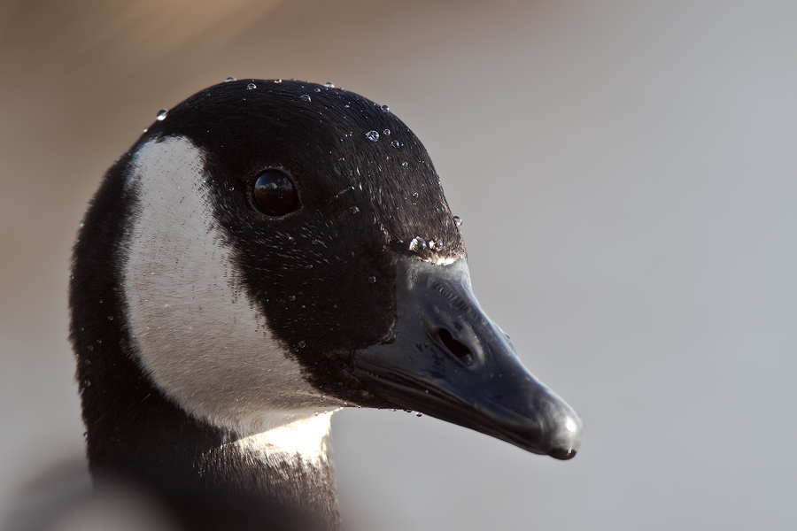 Gegenlichtportrait einer Kanadagans (Branta canadensis)