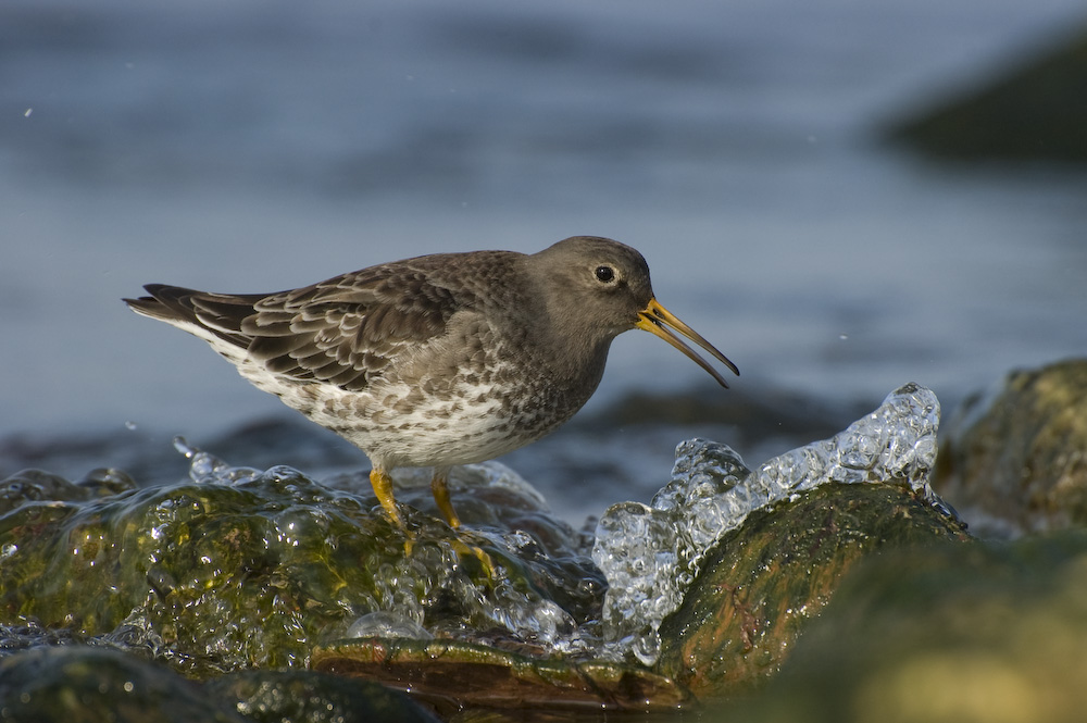 Meerstrandläufer