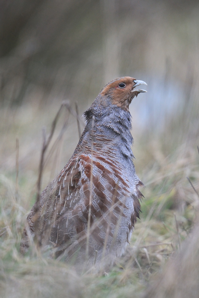 Rebhuhn (perdix perdix)