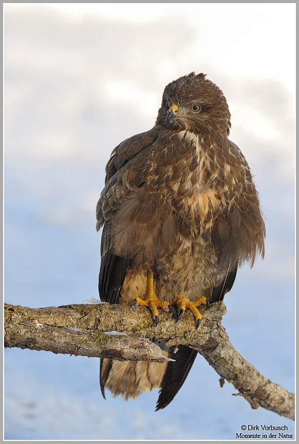 Mäusebussard (Buteo buteo)