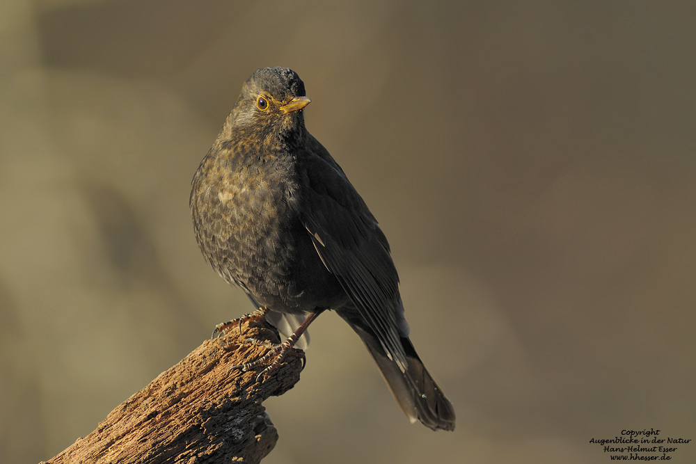 Amsel (Turdus merula)