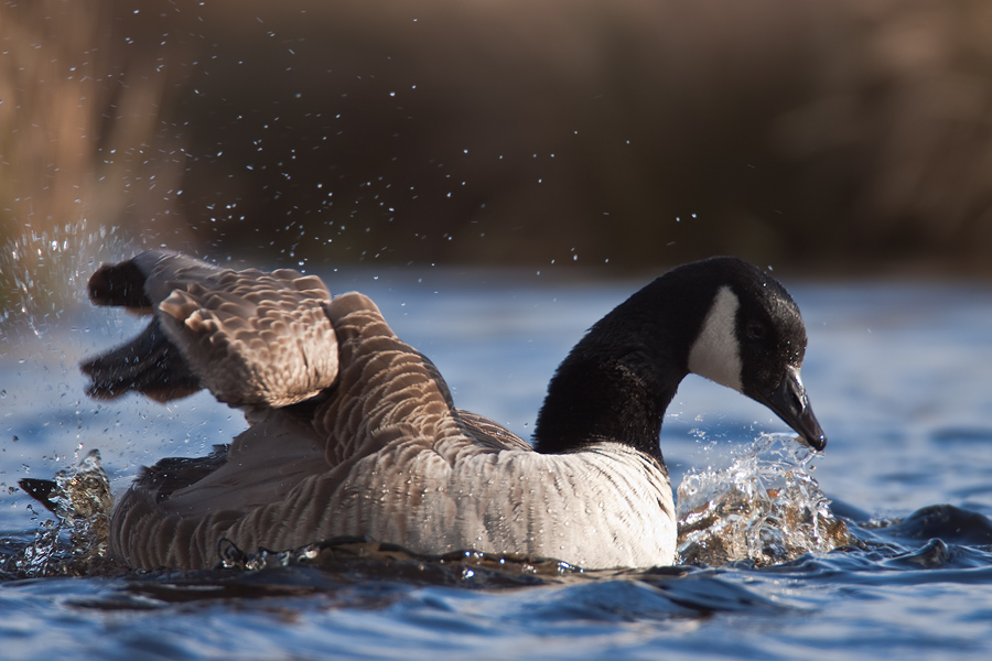 Badespaß einer Kanadagans (Branta canadensis)