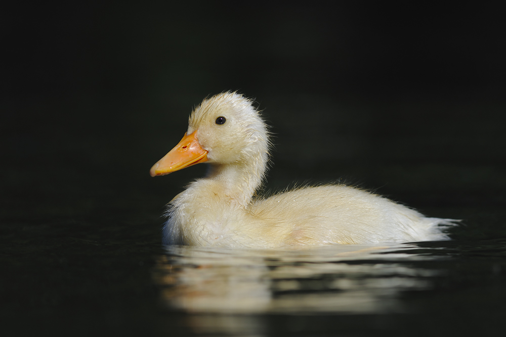 Stockente + ?