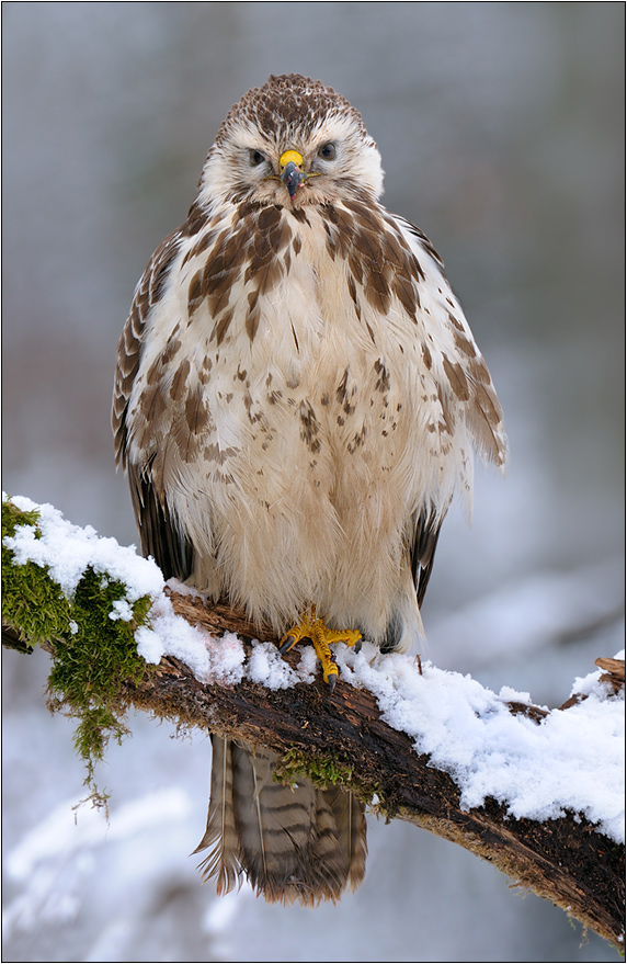 Mäusebussard (Buteo buteo)