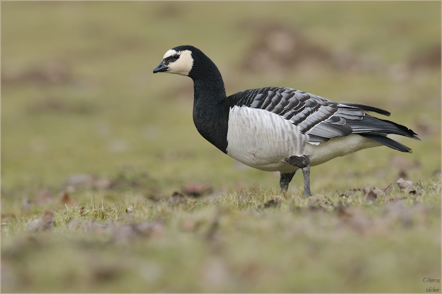 ~Branta leucopsis~