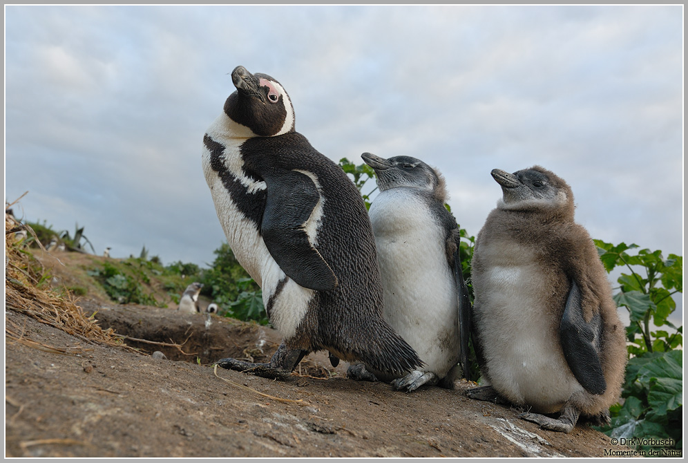 Brillenpinguin (Spheniscus demersus)