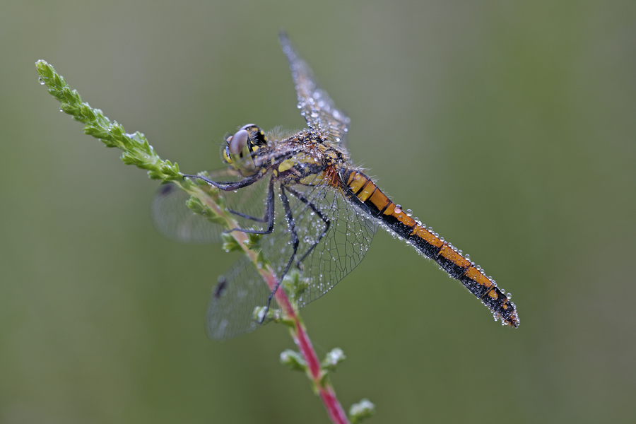 Schwarze Heidelibelle
