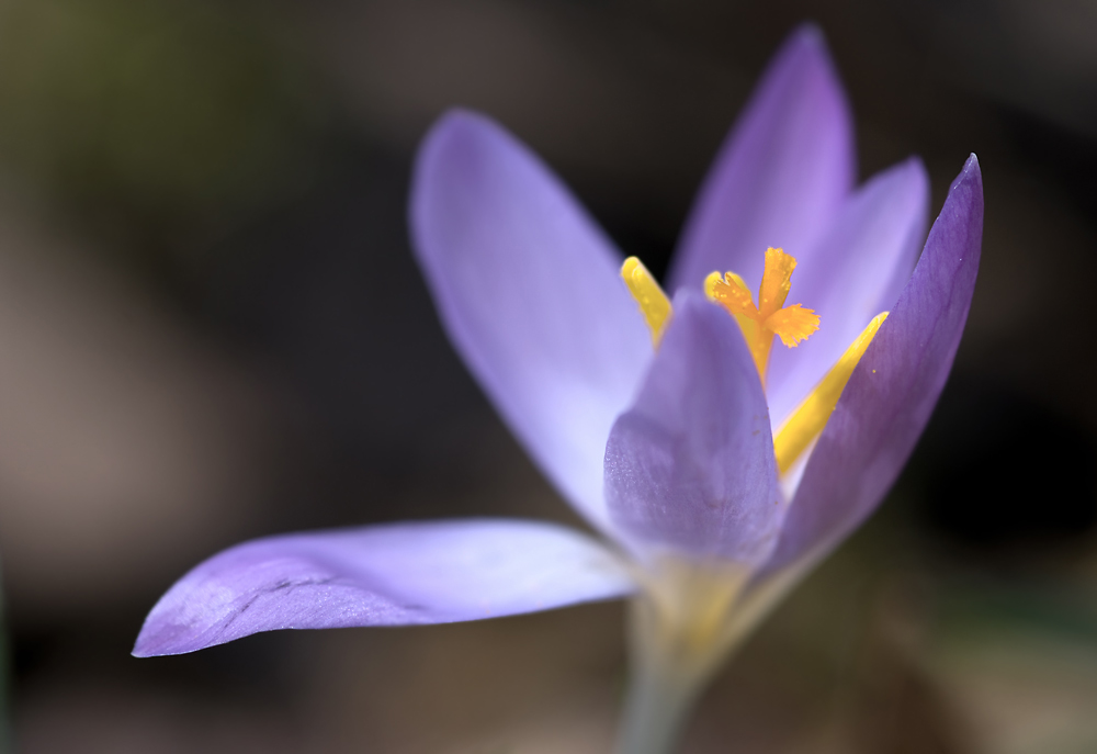 Noch´n Krokus